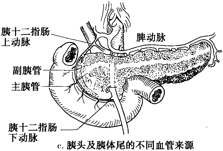 一、胃癌根治手術(shù)的胚胎學(xué)基礎(chǔ)